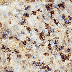 Mouse CCL11/Eotaxin Antibody, R D Systems 25&mu;g; Unlabeled:Antibodies,