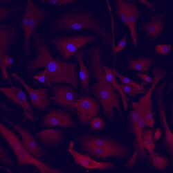 Mouse CCL19/MIP-3 beta Antibody, R D Systems 25&mu;g; Unlabeled:Antibodies,