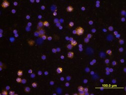 Mouse CCL19/MIP-3 beta Antibody, R D Systems 25&mu;g; Unlabeled:Antibodies,