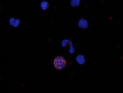 Human CCL19/MIP-3 beta Antibody, R D Systems:Antibodies:Primary Antibodies
