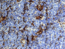 Human CCL19/MIP-3 beta Antibody, R D Systems:Antibodies:Primary Antibodies