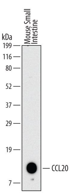 Mouse CCL20/MIP-3 alpha Antibody, R D Systems:Antibodies:Primary Antibodies