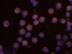Human CCL21/6Ckine Antibody, R D Systems 25&mu;g; Unlabeled:Antibodies,