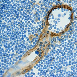 Mouse CCL21/6Ckine Antibody, R D Systems 25 &mu;g | Buy Online | R&D Systems | Fisher Scientific