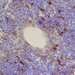 Mouse CCL21/6Ckine Antibody, R D Systems 100&mu;g:Antibodies, Monoclonal