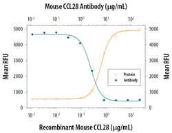 Mouse CCL28 Antibody, R D Systems 500&mu;g:Antibodies, Monoclonal