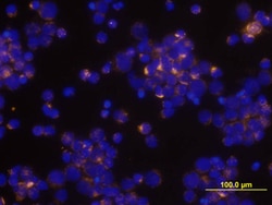 Human CCL3/MIP-1 alpha Biotinylated Antibody, R D Systems 50&mu;g; Biotin:Antibodies,