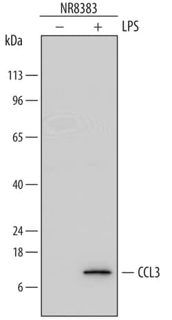 Rat CCL3/MIP-1 alpha Antibody, R D Systems 25&mu;g; Unlabeled:Antibodies,
