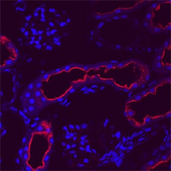 Rat CCL3/MIP-1 alpha Antibody, R D Systems 100ug; Unlabeled:Antibodies,