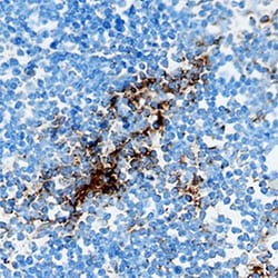 Mouse CCL4/MIP-1 beta Antibody, R D Systems 25&mu;g; Unlabeled:Antibodies,