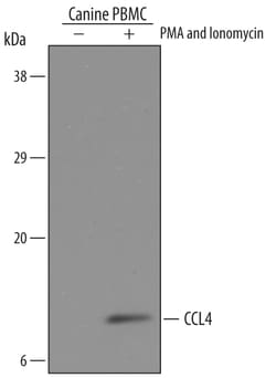 Canine CCL4/MIP-1 beta Antibody, R D Systems 25&mu;g; Unlabeled:Antibodies,