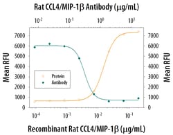 Rat CCL4/MIP-1 beta Antibody, R D Systems 25&mu;g; Unlabeled:Antibodies,