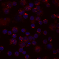 Human CCL4/MIP-1 beta Biotinylated Antibody, R D Systems 50&mu;g; Biotin:Antibodies,