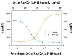 Cotton Rat CCL4/MIP-1 beta Antibody, R D Systems 25&mu;g; Unlabeled:Antibodies,