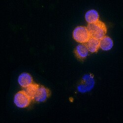 Human CCL5/RANTES Antibody, R D Systems 25&mu;g; Unlabeled:Antibodies,