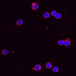Mouse CCL5/RANTES Antibody, R D Systems 100&mu;g; Unlabeled:Antibodies,
