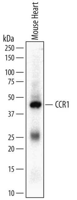 Mouse CCR1 Antibody, R D Systems 100ug; Unlabeled:Antibodies, Monoclonal