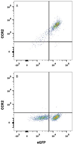 Rat CCR2 Antibody, R D Systems 100ug; Unlabeled:Antibodies, Monoclonal