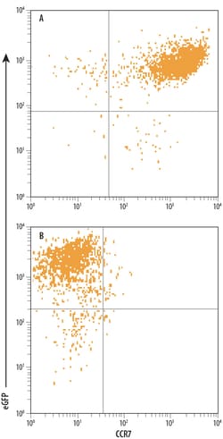 Human CCR7 Alexa Fluor 700-conjugated Antibody, R D Systems:Antibodies:Primary