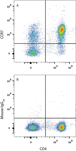 Human CCR7 Antibody, R D Systems 100ug; Unlabeled:Antibodies, Monoclonal