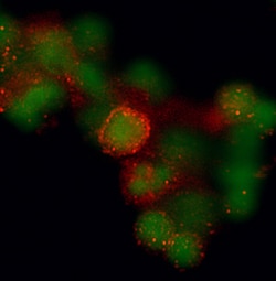 Human CCR7 Antibody, R D Systems 100ug; Unlabeled:Antibodies, Monoclonal