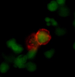 Mouse CCR7 Antibody, R D Systems 100ug; Unlabeled:Antibodies, Monoclonal