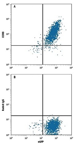 anti-CCR8, APC, Clone: 1055c, R D Systems:Antibodies:Primary Antibodies