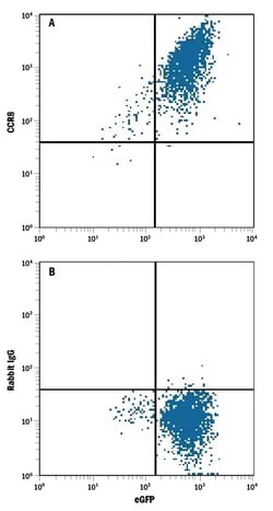 Mouse CCR8 PE-conjugated Antibody, R D Systems 25 Tests; PE:Antibodies,