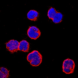 Human CCR9 Antibody, R D Systems 25&mu;g; Unlabeled:Antibodies, Monoclonal
