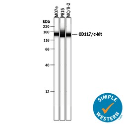 Human/Mouse CD117/c-kit Antibody, R D Systems 25&mu;g; Unlabeled:Antibodies,