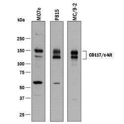 Human/Mouse CD117/c-kit Antibody, R D Systems 25&mu;g; Unlabeled:Antibodies,