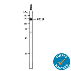 Human CD117/c-kit Antibody, R D Systems 50μg; Unlabeled:Antibodies,