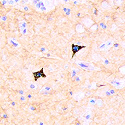 Human CD117/c-kit Antibody, R D Systems 100&mu;g; Unlabeled:Antibodies,