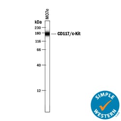 Human CD117/c-kit Antibody, R D Systems 100&mu;g; Unlabeled:Antibodies,