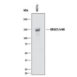 Human CD117/c-kit Antibody, R D Systems 100&mu;g; Unlabeled:Antibodies,