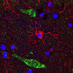 Human/Equine CD11b/Integrin alpha M Antibody, R D Systems 100ug; Unlabeled:Antibodies,
