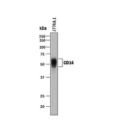 Mouse CD14 Antibody, R D Systems 25&mu;g; Unlabeled:Antibodies, Polyclonal