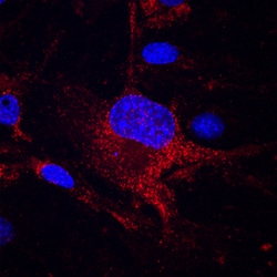 Mouse CD151 Antibody, R D Systems 100ug; Unlabeled:Antibodies, Monoclonal