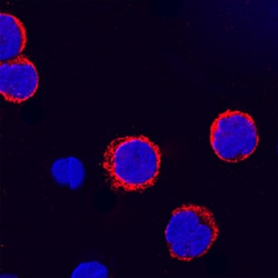 Human CD155/PVR Antibody, R D Systems 100ug; Unlabeled:Antibodies, Monoclonal