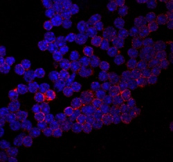 Mouse CD155/PVR Antibody, R D Systems 100ug; Unlabeled:Antibodies, Monoclonal