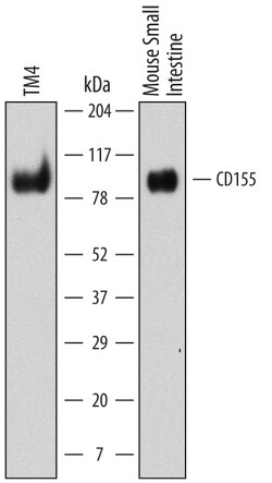 Mouse CD155/PVR Antibody, R D Systems 100ug; Unlabeled:Antibodies, Monoclonal