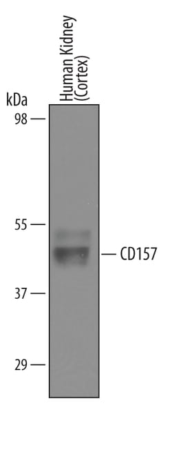 Human CD157 Antibody, R D Systems 100&mu;g; Unlabeled:Antibodies, Polyclonal