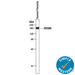 Human CD163 Antibody, R D Systems 100&mu;g; Unlabeled:Antibodies, Polyclonal