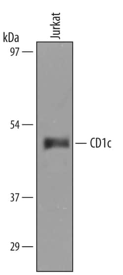 Human CD1c/BDCA-1 Antibody, R D Systems 25&mu;g; Unlabeled:Antibodies,