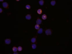 Human CD2 Antibody, R D Systems 25&mu;g; Unlabeled:Antibodies, Monoclonal