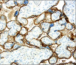 Human/Mouse/Rat CD200 Antibody, R D Systems 100 &mu;g | Buy Online | R&D Systems | Fisher Scientific