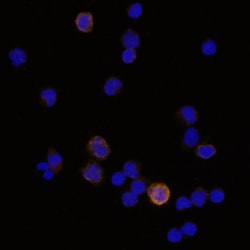 Human CD23/Fc epsilon RII Antibody, R D Systems 100&mu;g; Unlabeled:Antibodies,