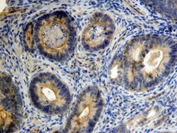 Human CD24 Antibody, R D Systems 25&mu;g; Unlabeled:Antibodies, Monoclonal