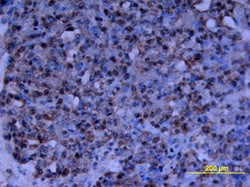 Human CD24 Antibody, R D Systems 25&mu;g; Unlabeled:Antibodies, Monoclonal