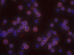 Human CD28 Antibody, R D Systems 200 &mu;g | Buy Online | R&D Systems | Fisher Scientific